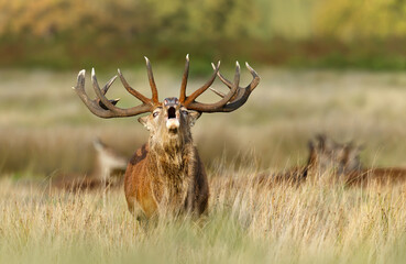 Majestic red deer stag calling during the rut in autumn