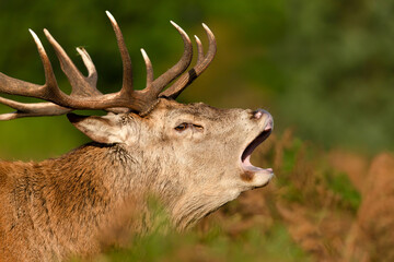 Majestic red deer stag calling during the rut in autumn