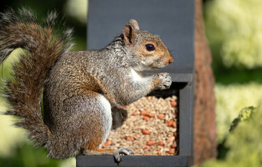 Portrait of a grey squirrel eating nuts and seeds on a squirrel feeder