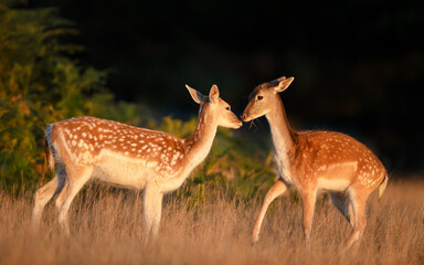 Close-up of two young fallow deer standing in a meadow