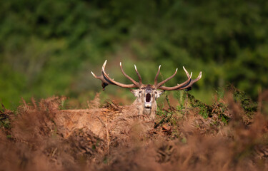 Majestic red deer stag calling during the rut in autumn