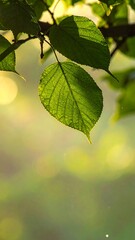 Close-up sunlit leaves