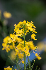 The bright-yellow blossoms of Brassica napus, commonly called rapeseed or canola, highlight the beauty of this mustard family crop.