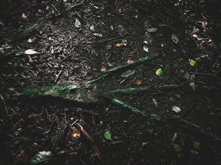 Close-up of roots and leaves on a dark forest floor, hiking in the Dammer Berge nature reserve, in 49041 Damme, Germany