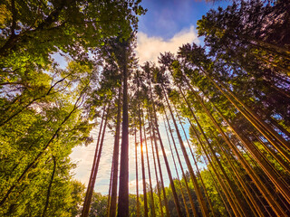 Fototapete bei efototapeten.de bestellen   