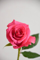ピンクのばら