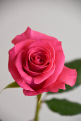 ピンクのばら