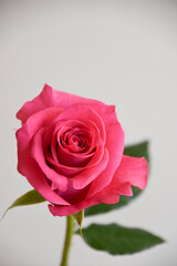 ピンクのばら