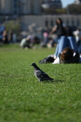 pigeons on the grass