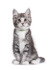 Friendly blue with white Maine Coon cat kitten, sitting up facing front. Looking attentive to camera. Isolated on a white background.