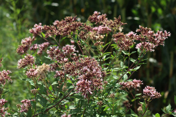 Wild pink flowers of Hemp-agrimony. Eupatorium cannabinum plant in bloom