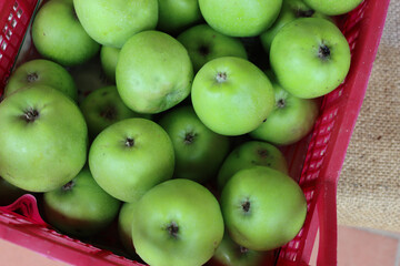 Close-up of harvested green Granny Smith apples in a plastic box . Malus domestica