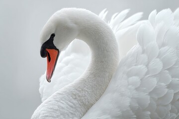 Obraz premium Swan white primary feather arched gracefully with perfect symmetry against clean white background 