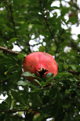 Ripe red Pomegranate fruit on bush with green leaves  Punica granatum tree with fruit