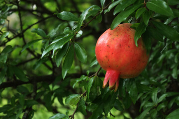 Ripe red Pomegranate fruit on bush with green leaves  Punica granatum tree with fruit