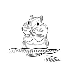 Chubby-cheeked squirrel