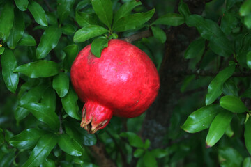 Ripe red Pomegranate fruit on bush with green leaves  Punica granatum tree with fruit