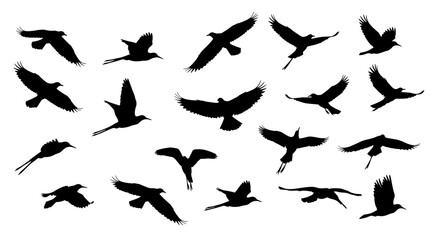 Fototapeta premium Silhouettes of birds in flight against white background