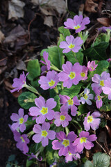 Pink primrose plant in bloom in the garden. Primula vulgaris in springtime