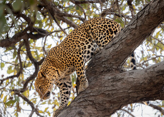 Leopard in the tree in Kafue National Park, Zambia