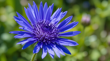 Obraz premium Stunning close-up of a vibrant blue cornflower with a touch of white, blooming in garden