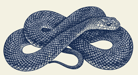 Detailed vintage snake design in classic engraving style