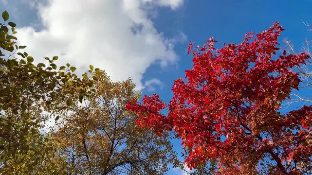 Golden autumn day in the city with maple trees covered in bright red foliage, glowing under clear blue sky with soft white clouds, symbolizing the beauty of the fall season.