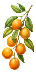 A delightful watercolor painting of a Citrus branch full of ripe oranges