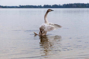 A young swan stretching in a tranquil lake