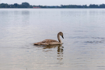 A young swan glides peacefully on the water