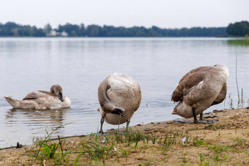 A family of swans on the lakeshore