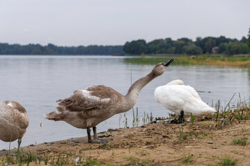 A family of swans on a calm lakeshore