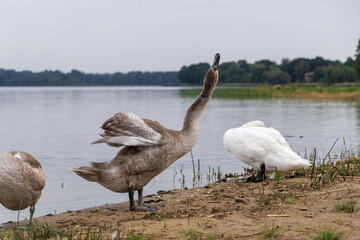 A family of swans by a calm lakeshore