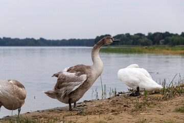 A family of swans by a calm lakeshore