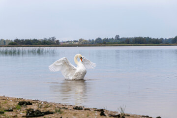 An adult swan stretching its wings on a lake