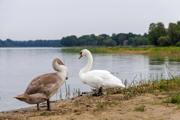 Swans and nature at a tranquil lake