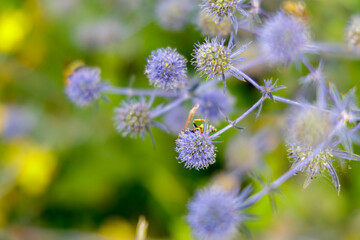 Bee on a Thistle Flower