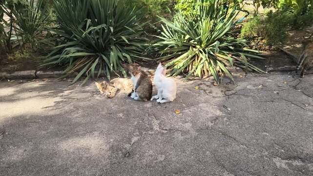 Three cats rest on a sunlit patch of ground surrounded by green plants. Two tabby cats are curled up together, while a white cat stands nearby. A peaceful moment in a natural outdoor setting.