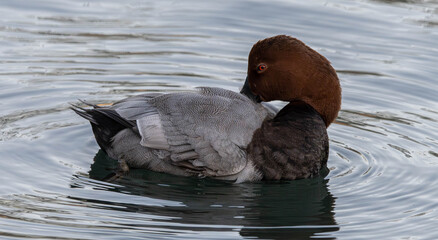 Elmabaş patka (Aythya ferina), duck, bird, water, nature, lake, wildlife, animal, pond, swimming, mallard, wild, waterfowl, beak, birds, feather, swim, fowl, ducks, drake, blue, grebe, red, feathers, 