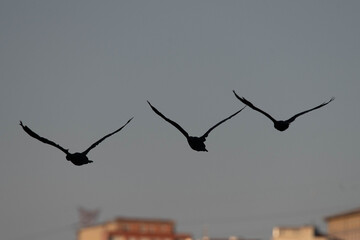 birds in flight