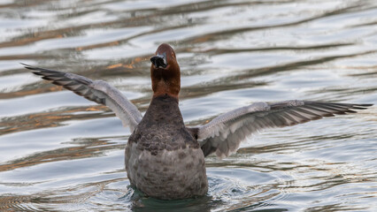 Elmabaş patka (Aythya ferina), duck, bird, water, nature, lake, wildlife, animal, pond, swimming, mallard, wild, waterfowl, beak, birds, feather, swim, fowl, ducks, drake, blue, grebe, red, feathers, 