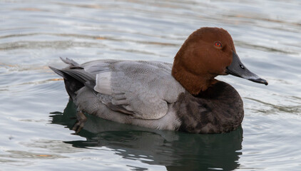 Elmabaş patka (Aythya ferina), duck, bird, water, nature, lake, wildlife, animal, pond, swimming, mallard, wild, waterfowl, beak, birds, feather, swim, fowl, ducks, drake, blue, grebe, red, feathers, 