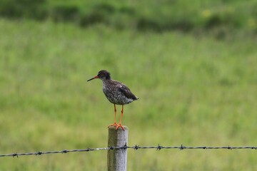 Beautiful Birds of Iceland