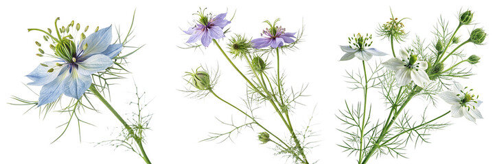 Set of black cumin herbal flowering herb isolated on a transparent background
