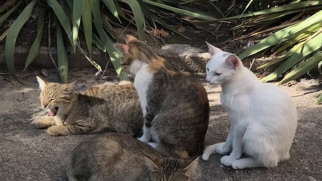 Three cats rest on a sunlit patch of ground surrounded by green plants. Two tabby cats are curled up together, while a white cat stands nearby. A peaceful moment in a natural outdoor setting.