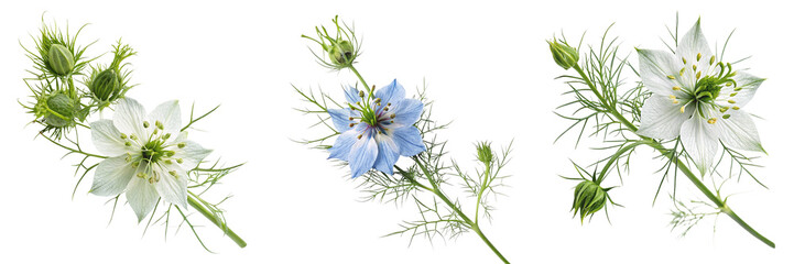  Set of herbal flowering herb top view isolated on a transparent background