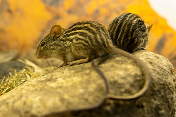 Barbary Striped Grass Mouse
