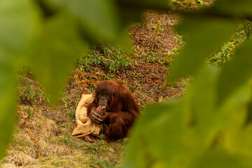 Orangutan Viewed Through Lush Foliage