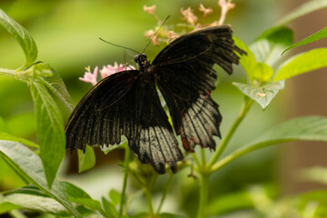 Great Mormon Papilio Memnon Butterfly