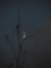 The moon in the dark night sky, behind the branches of a bush.